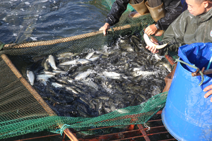 金色豐收季| 漁網收起，金光閃爍！良圻農場公司這片水域“藏”著滿塘赤眼魚